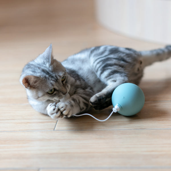 Cat's Toy Balloon